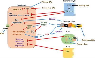 Advances in the Involvement of Gut Microbiota in Pathophysiology of NAFLD